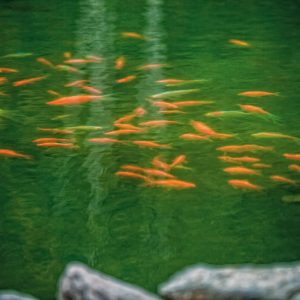 Пруд в санатории Заря в городе Кисловодске - фотография