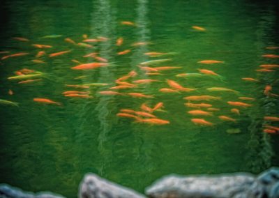 Пруд в санатории Заря в городе Кисловодске - фотография