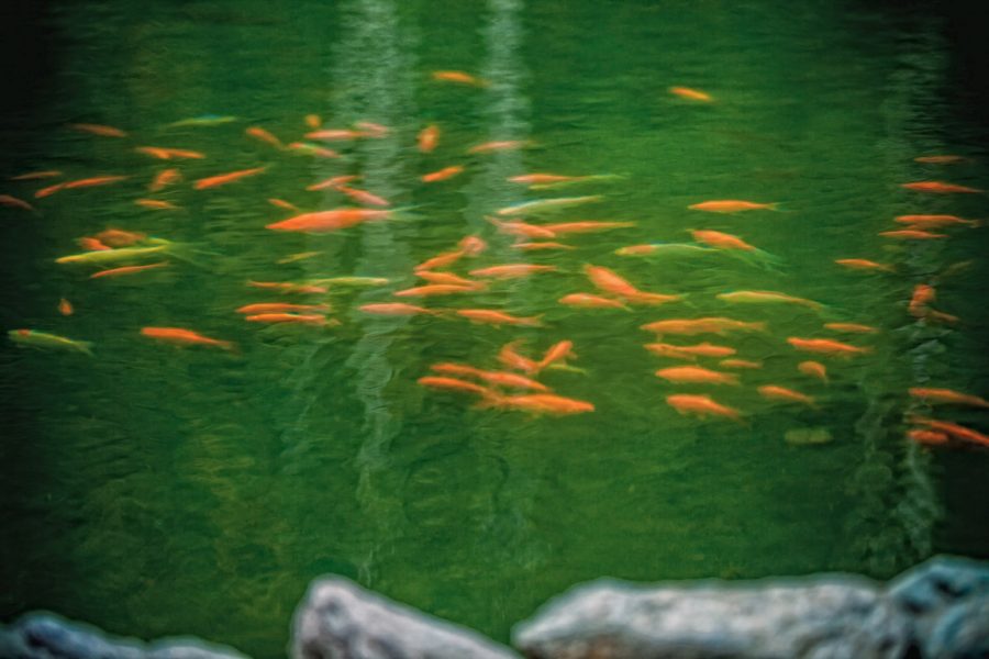 Пруд в санатории Заря в городе Кисловодске - фотография