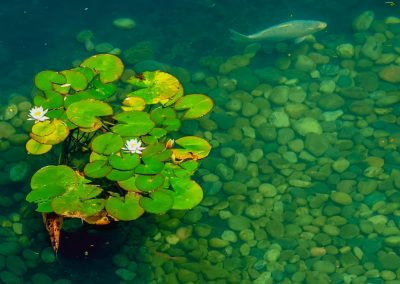 Пруд в санатории Заря в городе Кисловодске - фотография