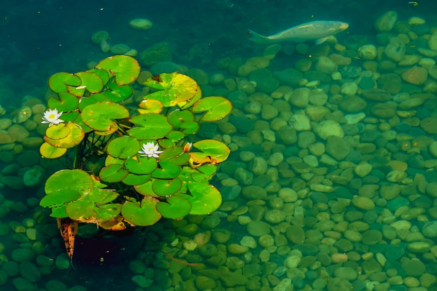 Пруд в санатории Заря в городе Кисловодске - фотография