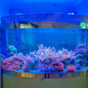 Аквариум в фитобаре в санатории Заря в городе Кисловодске - фотография