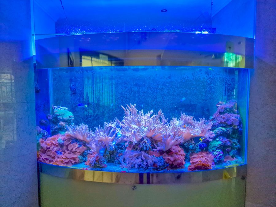 Аквариум в фитобаре в санатории Заря в городе Кисловодске - фотография